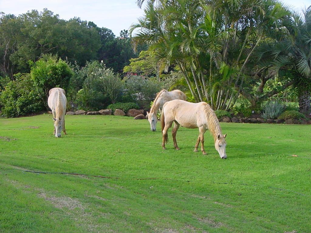 Gasthaus Tropical Coast Retreat - Pet Friendly - Adult Only Kingscliff Exterior foto